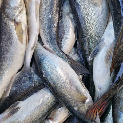 Limbažu rajona Salacas pagasta zvejnieku saimniecība BUTE - saimniecību bildes