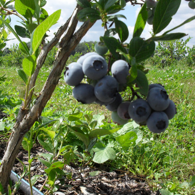 SIA Blueberry land - saimniecību bildes