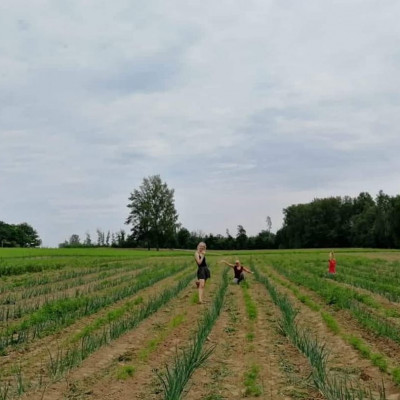 Valmieras rajona Burtnieku pagasta zemnieku saimniecība Varšavas - saimniecību bildes