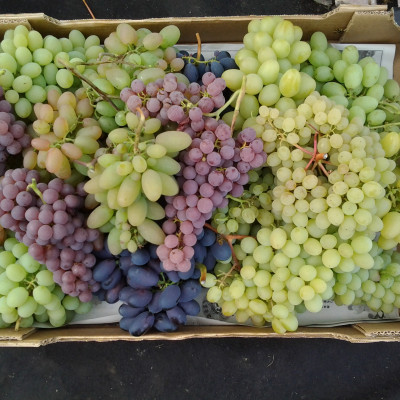 Vīnogu Dārzs - saimniecību bildes