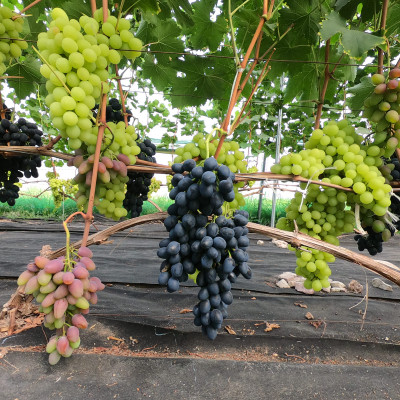 Vīnogu Dārzs - saimniecību bildes