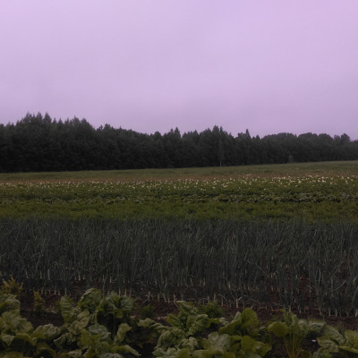 Balvu rajona Bērzkalnes pagasta zemnieku saimniecība RĪTS - saimniecību bildes