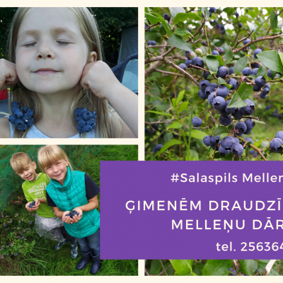 Sabiedrība ar ierobežotu atbildību Salaspils mellenes - saimniecību bildes
